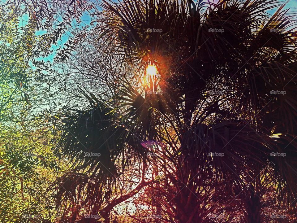 Sun through palms