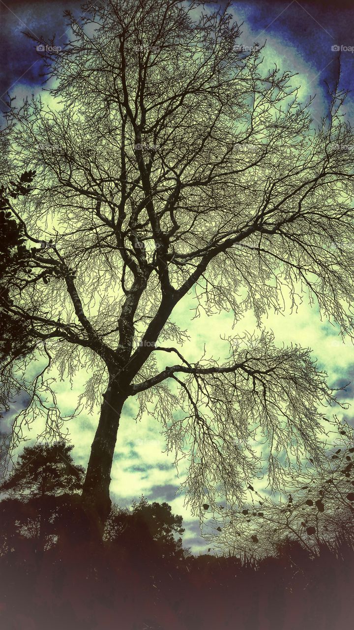 the silhouette of a tree in the twilight