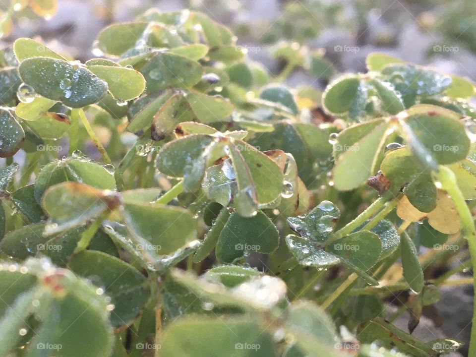 Clover in early morning 
