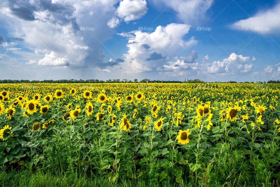 Clouds Over Sunflower Field