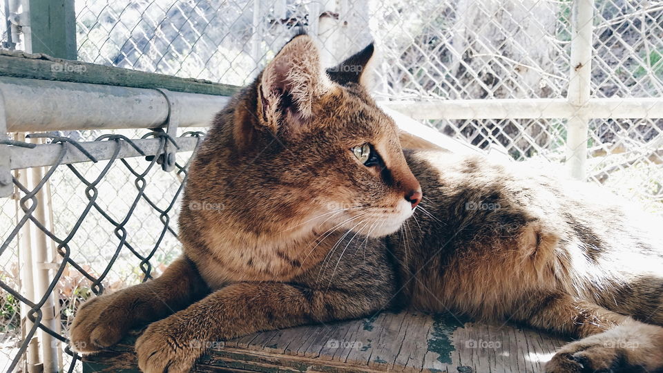 King Tut, the abyssinian jungle cat