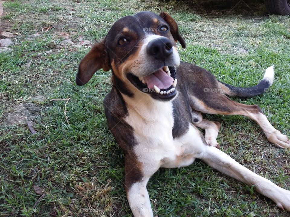 Pitoko - the farm dog