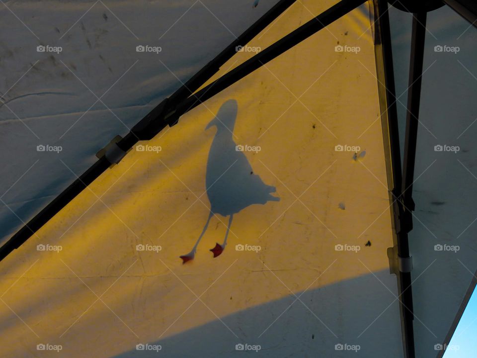 Seagull shadow at sunset