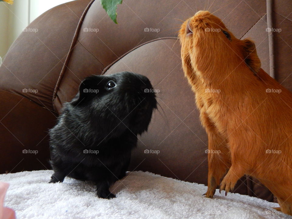 Guinea Pig friendship