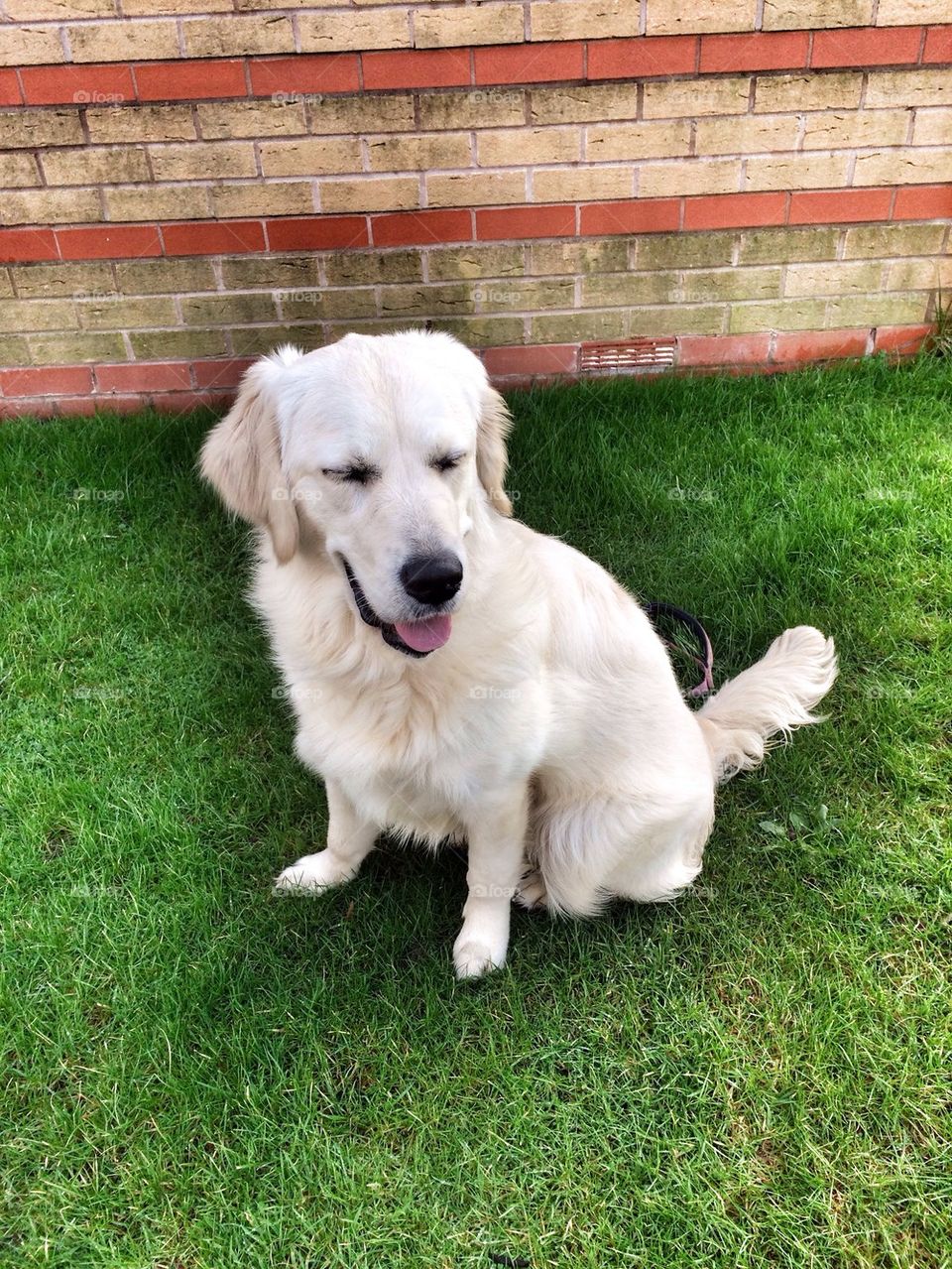 Zoe smiling - Golden Retriever