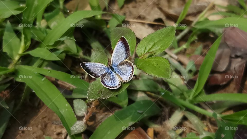 A cute Butterfly.