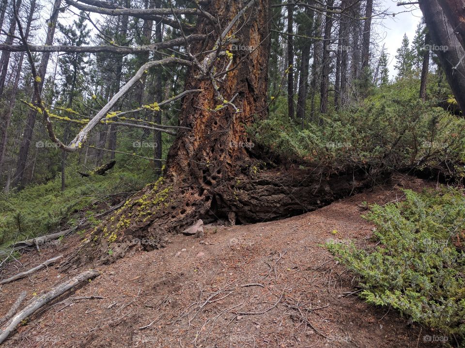 bottom of Douglas fir