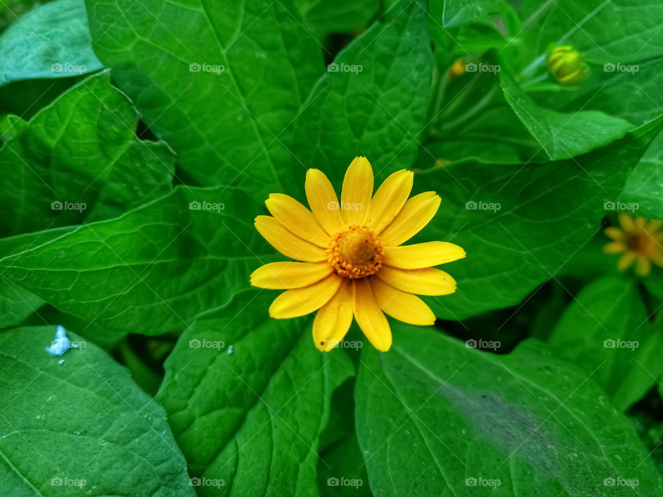 Small cute flower was blooming in garden.