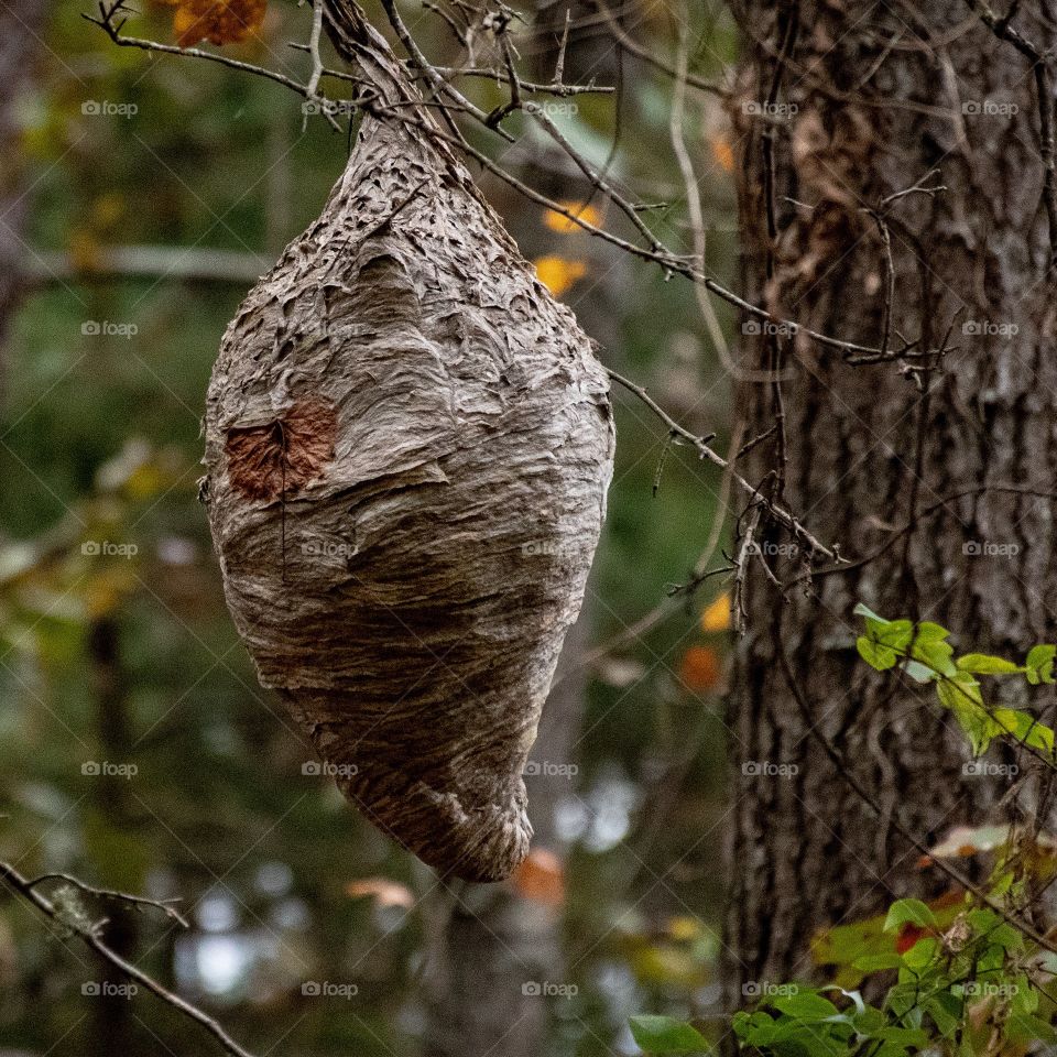 Hornets nest in the back yard