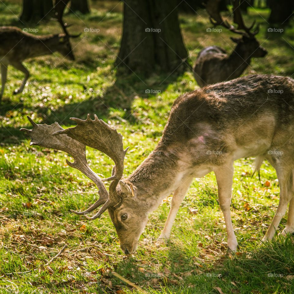 A beautiful deer in the park. Richmond park in London. Sweet animal portrait.