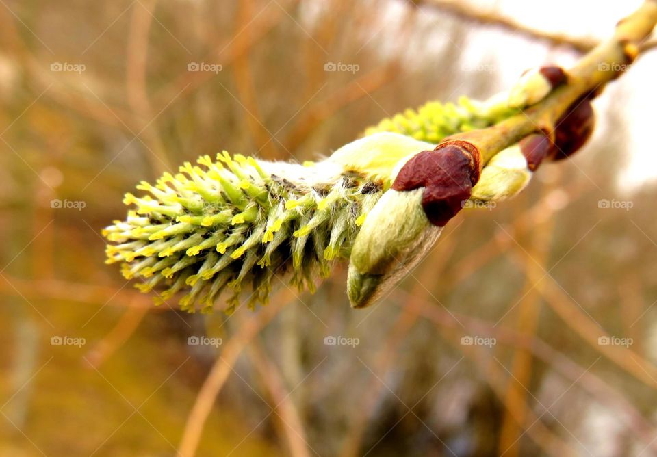 Spring bud