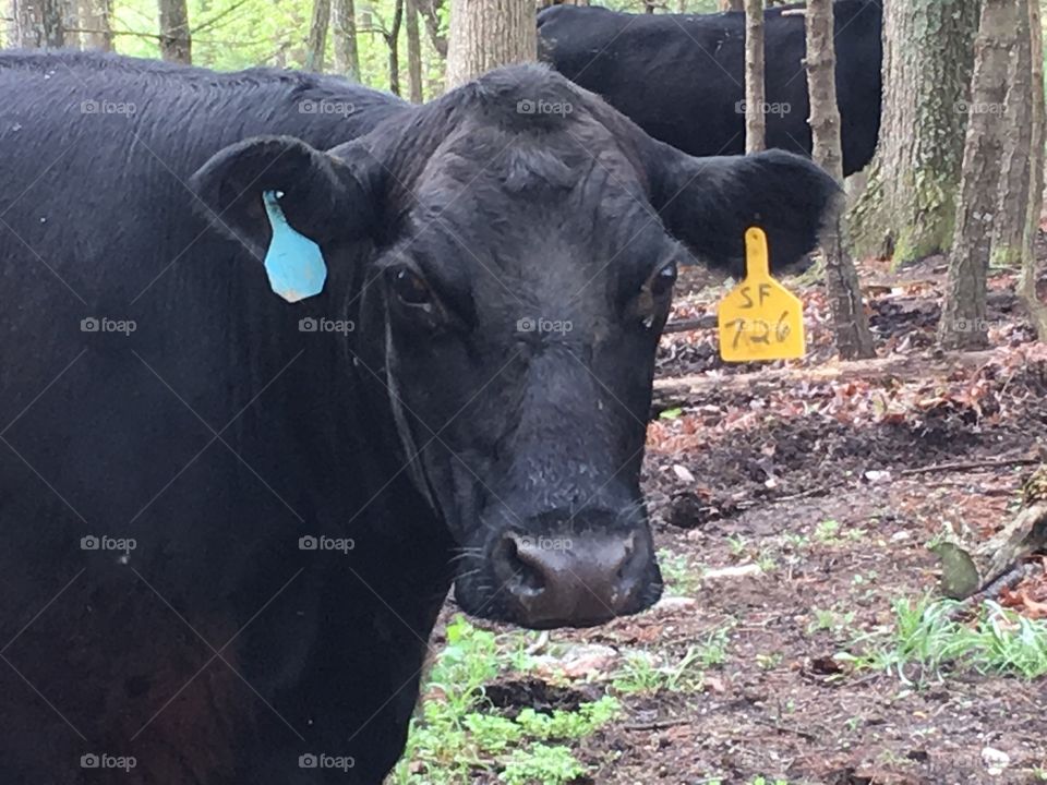 Black Angus Beauty