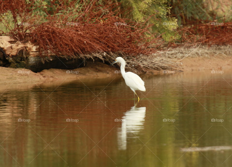 Great egret