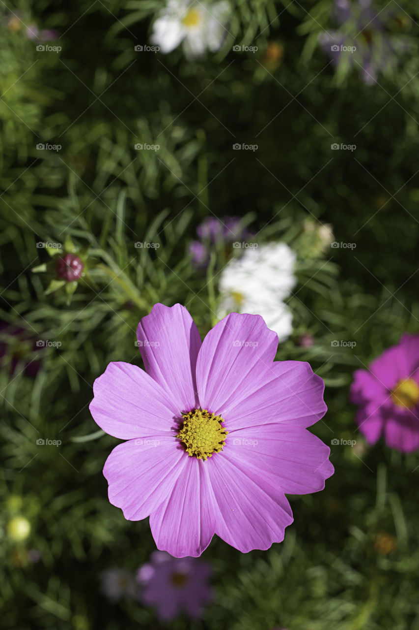 Colorful Cosmos sulphureus Cav flowers in garden.