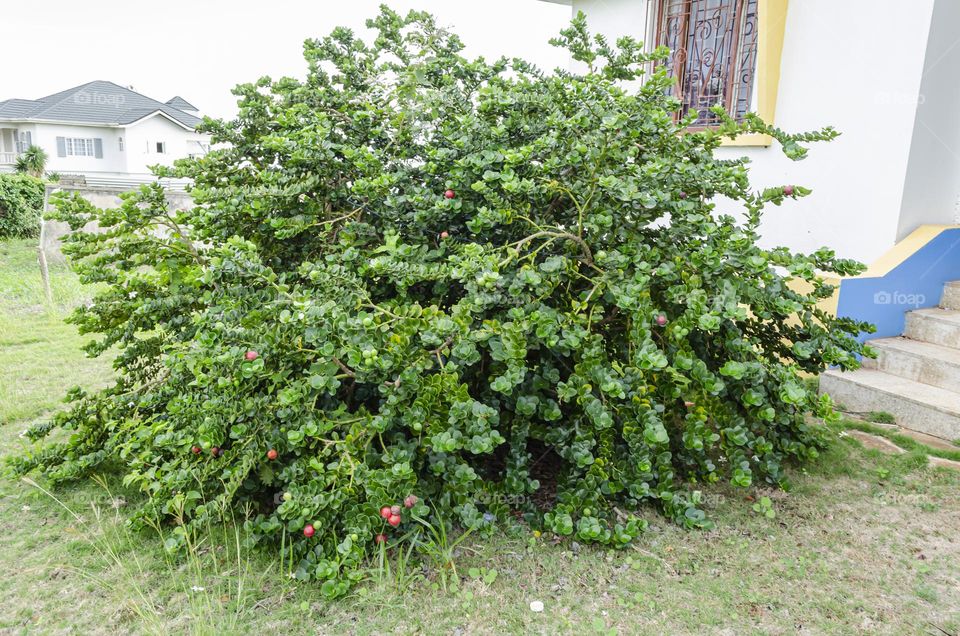 Natal Plum Tree