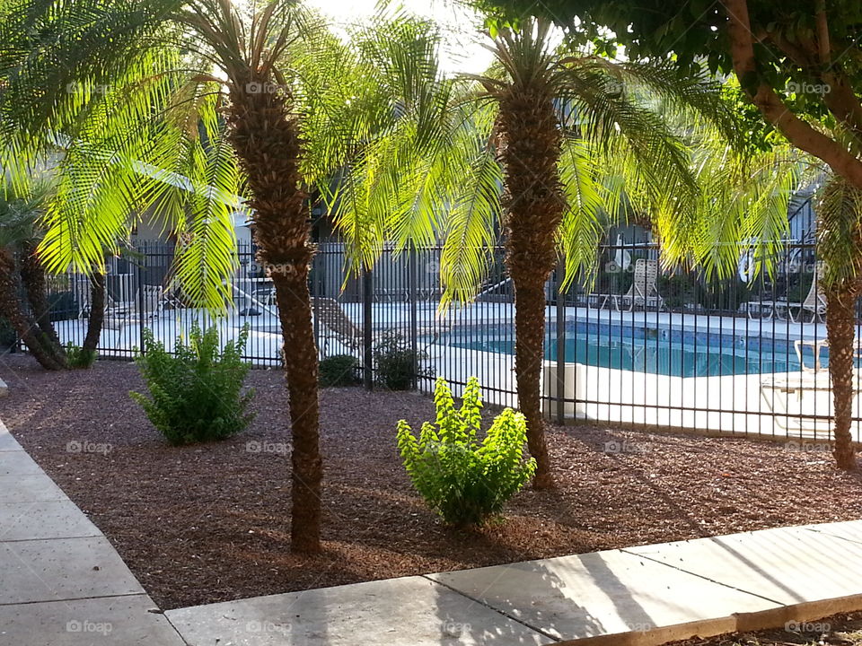 Palms and Pool