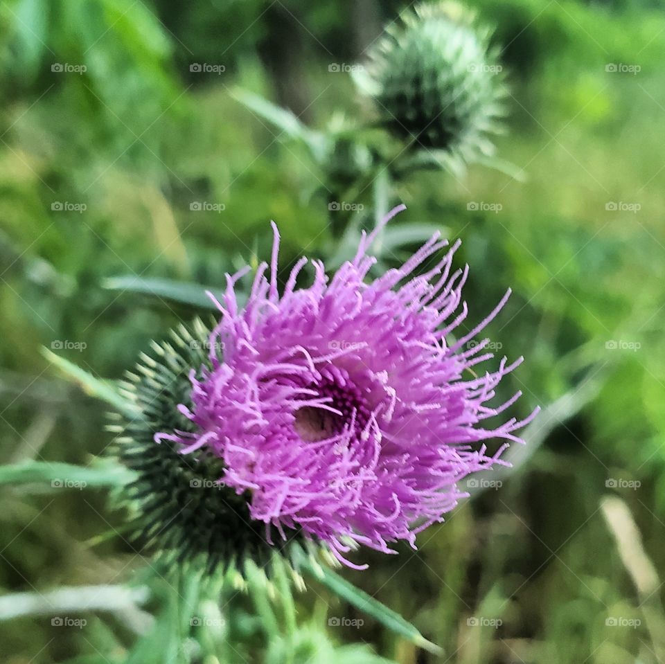 flower of Scotland
