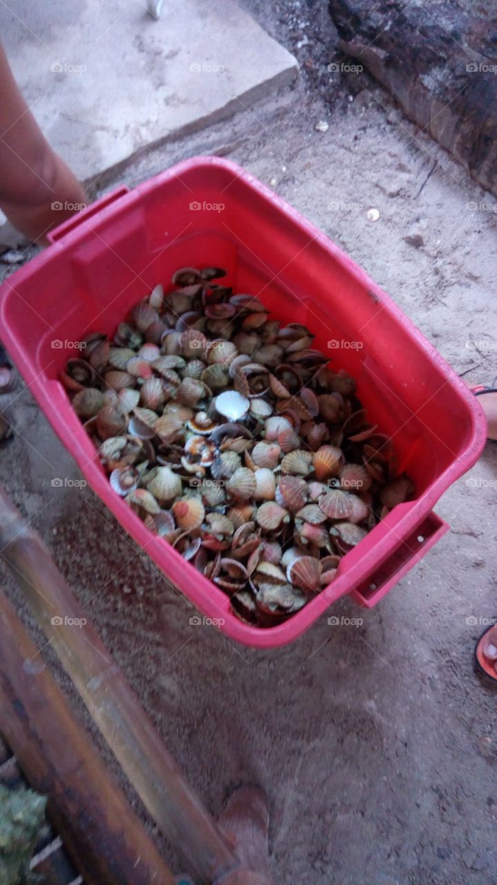 fresh clams

gifts from the sea