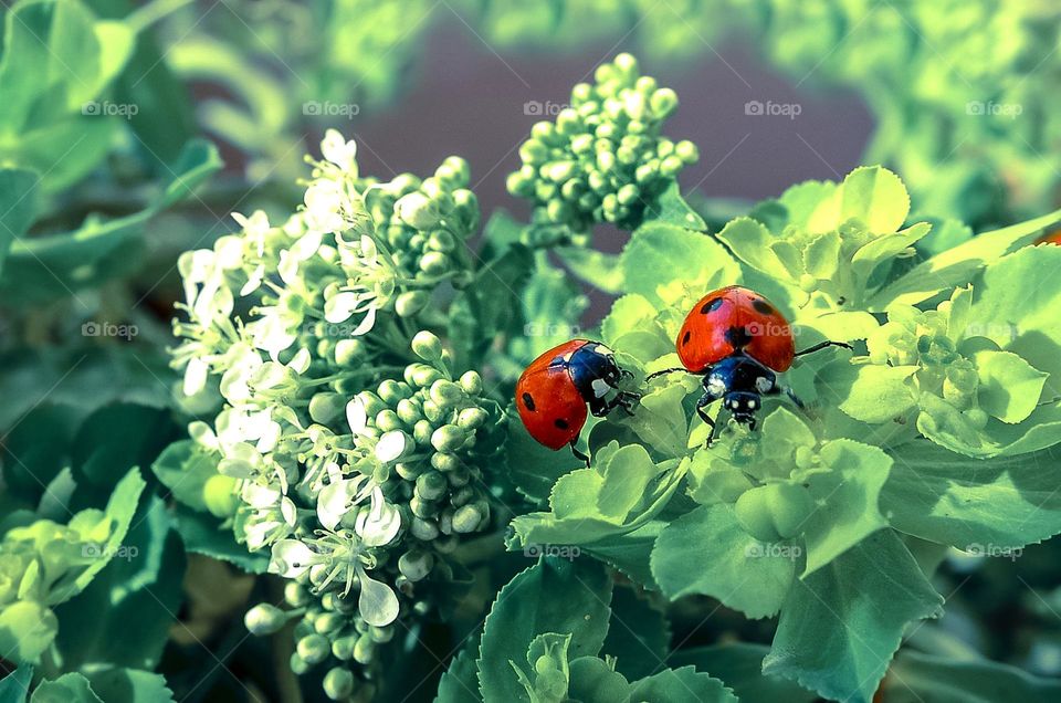 Ladybugs, close up