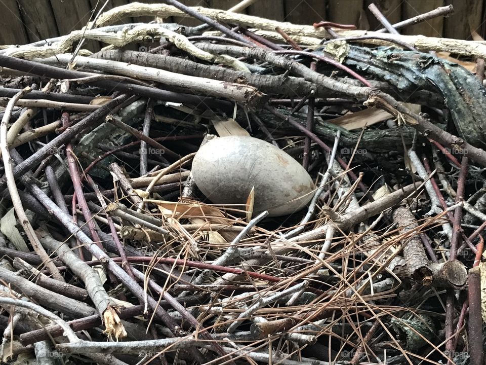 Egg in nest
