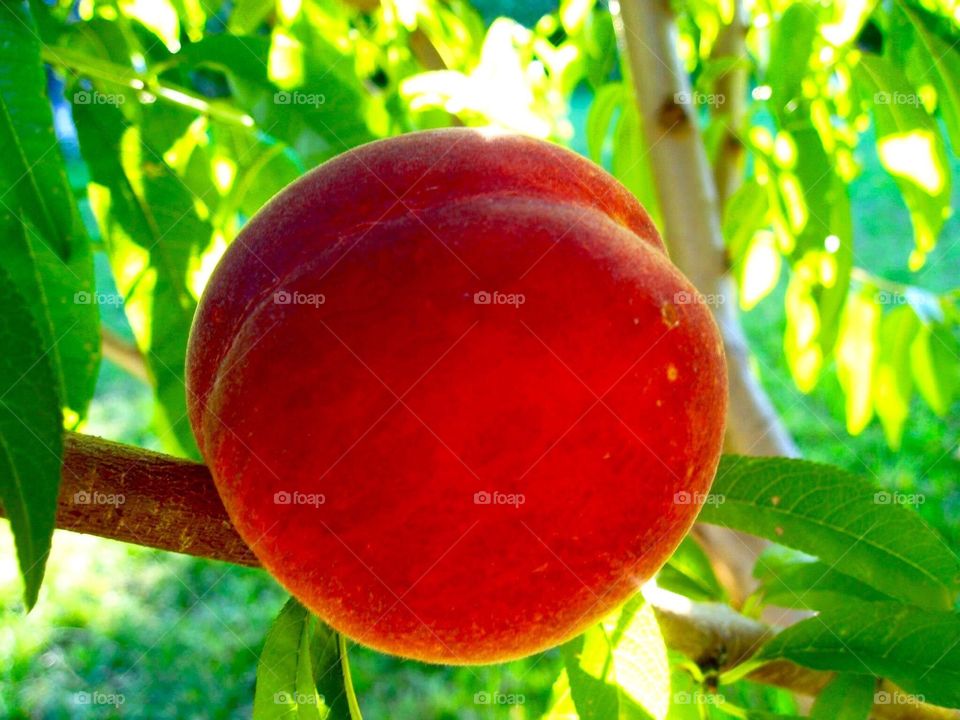 Peach tree