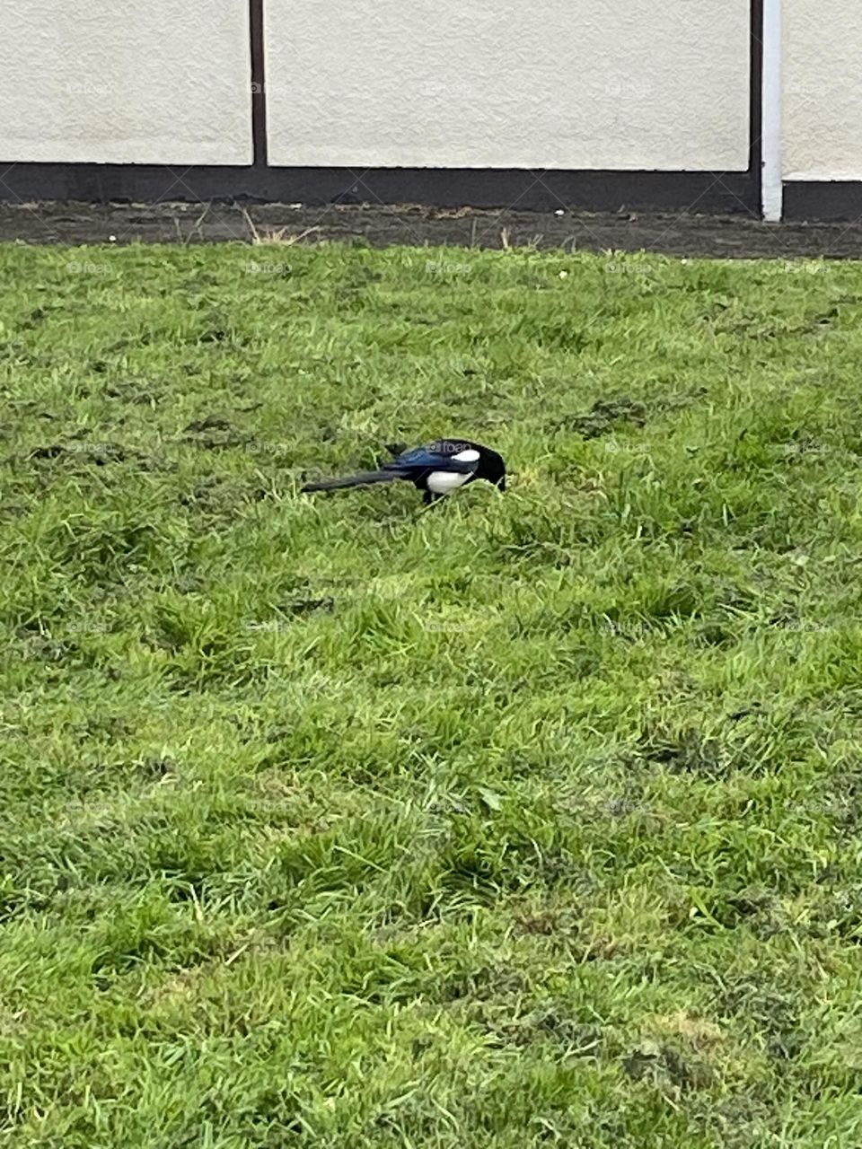 Bird on the grass