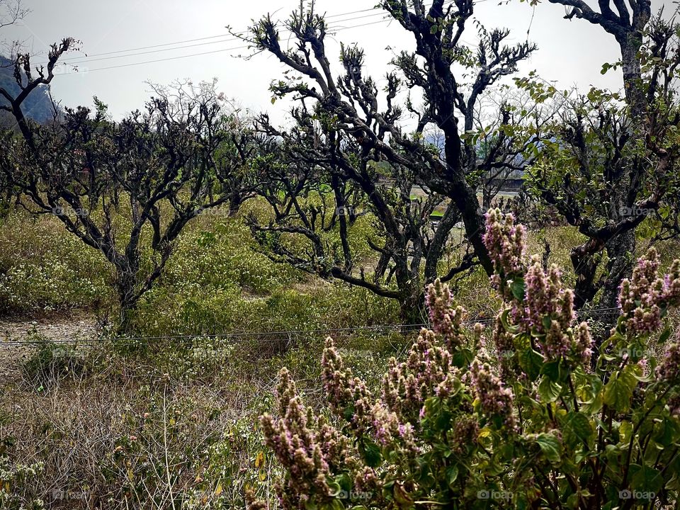 Who says trees cannot talk.