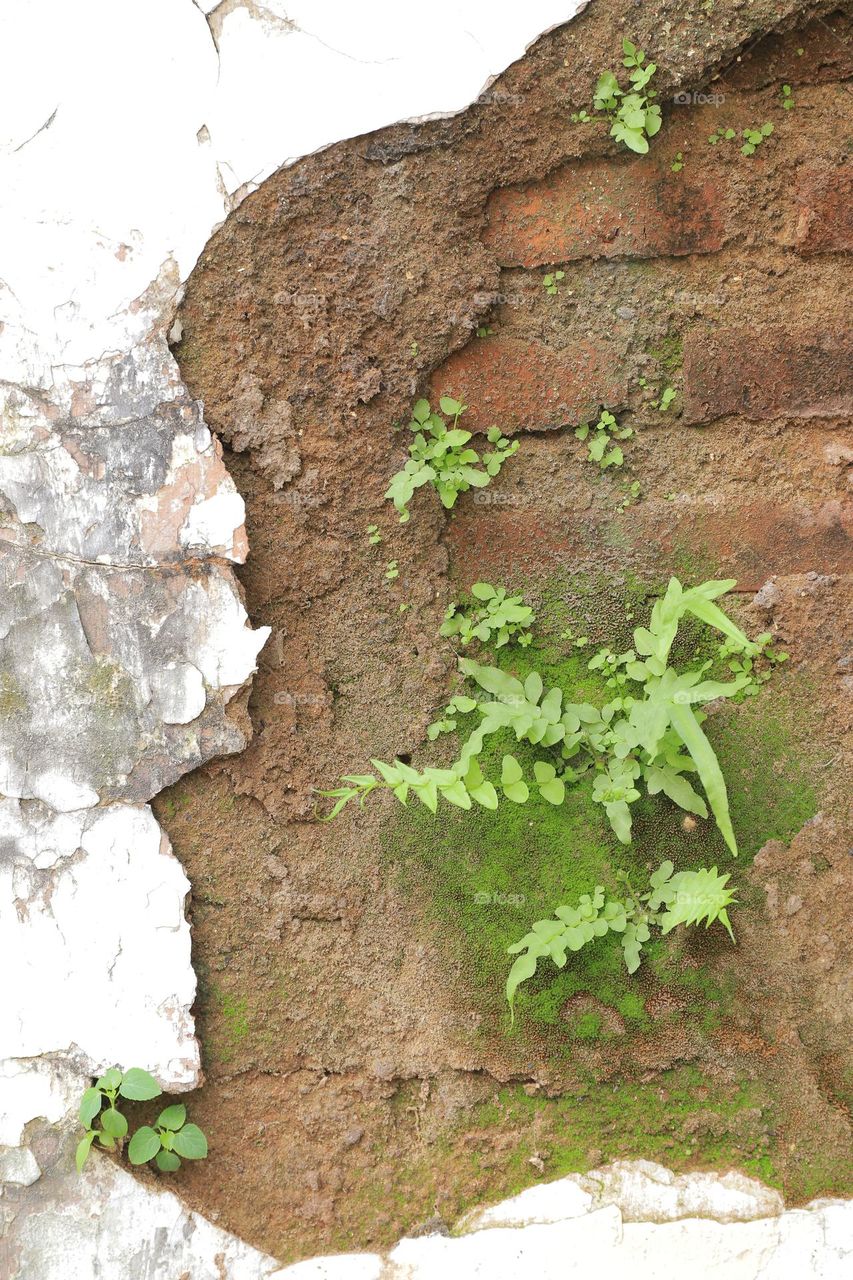 Vintage cracked wall with wild plants sticking to the surface