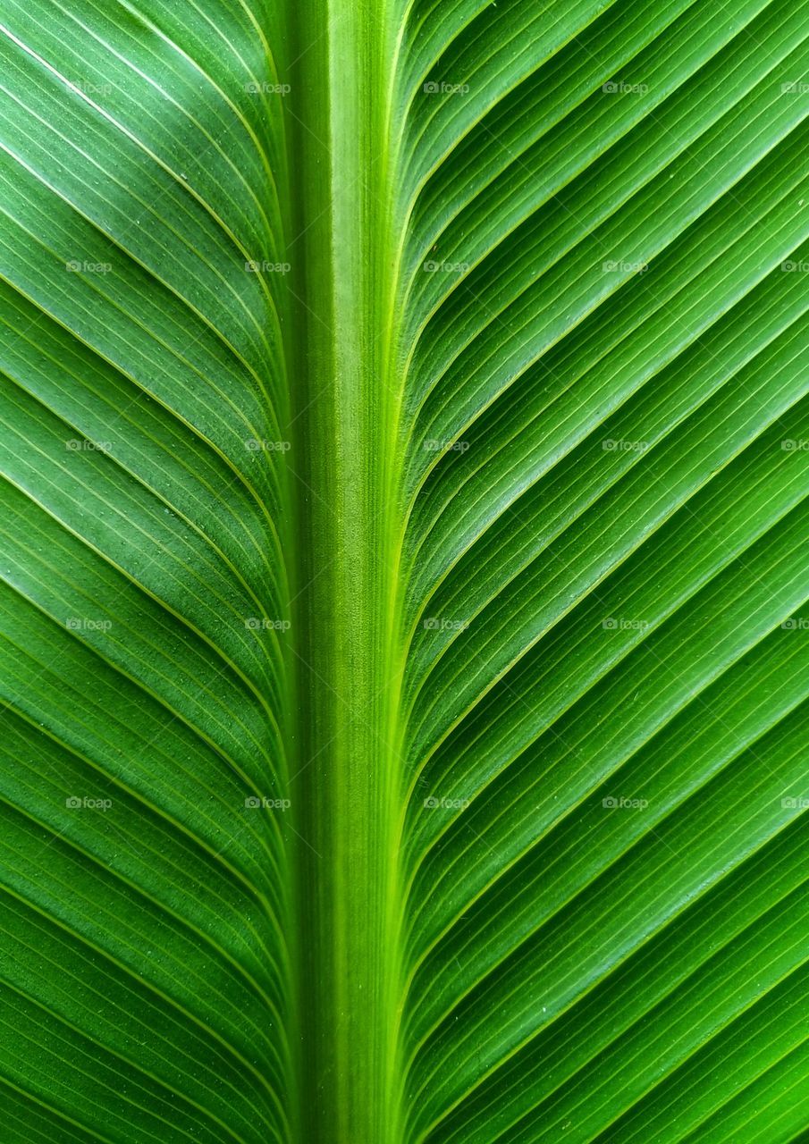 View the beautiful and natural motifs of banana leaves
