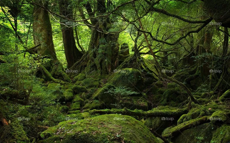 forest