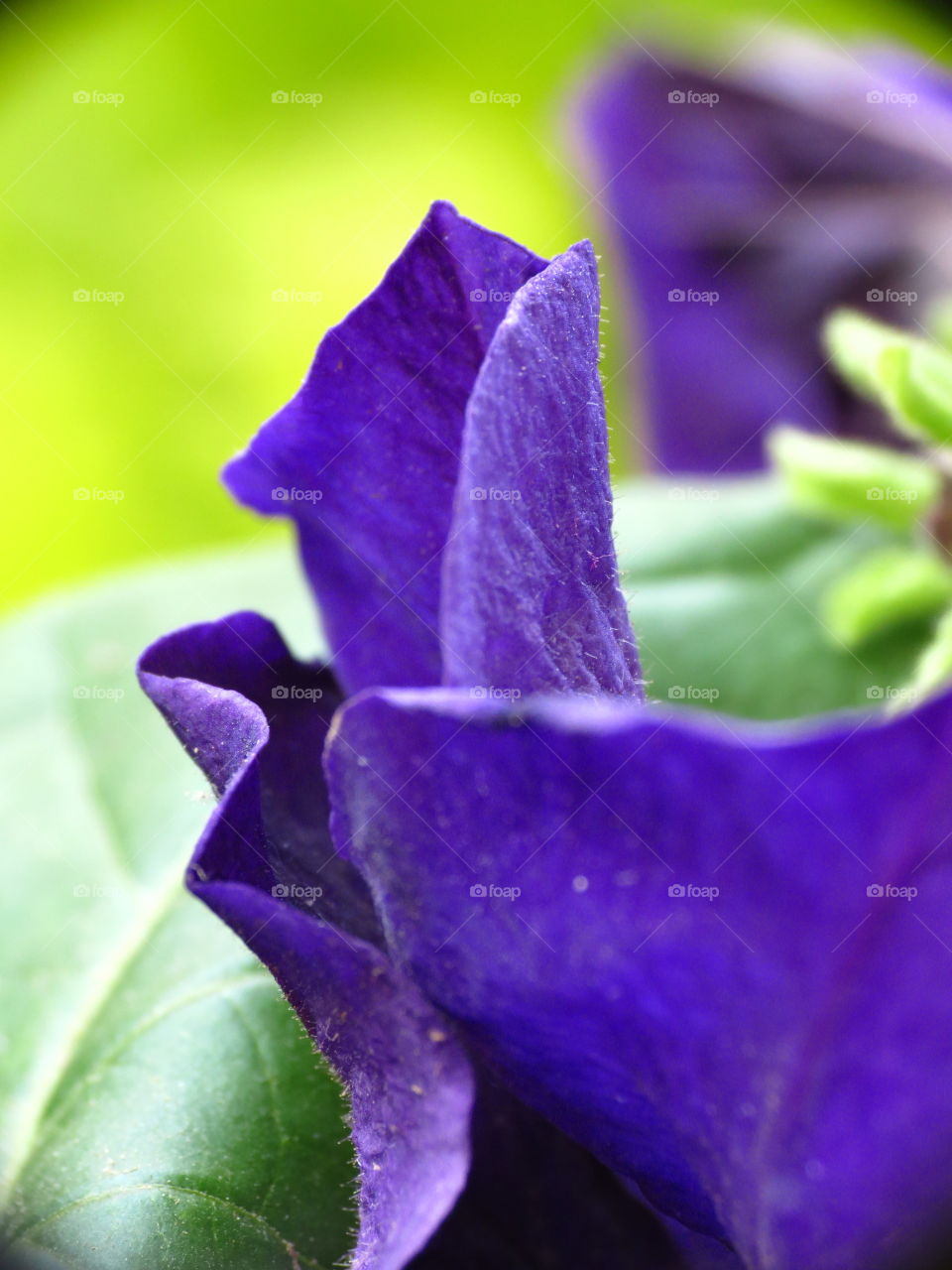 Purple Petal