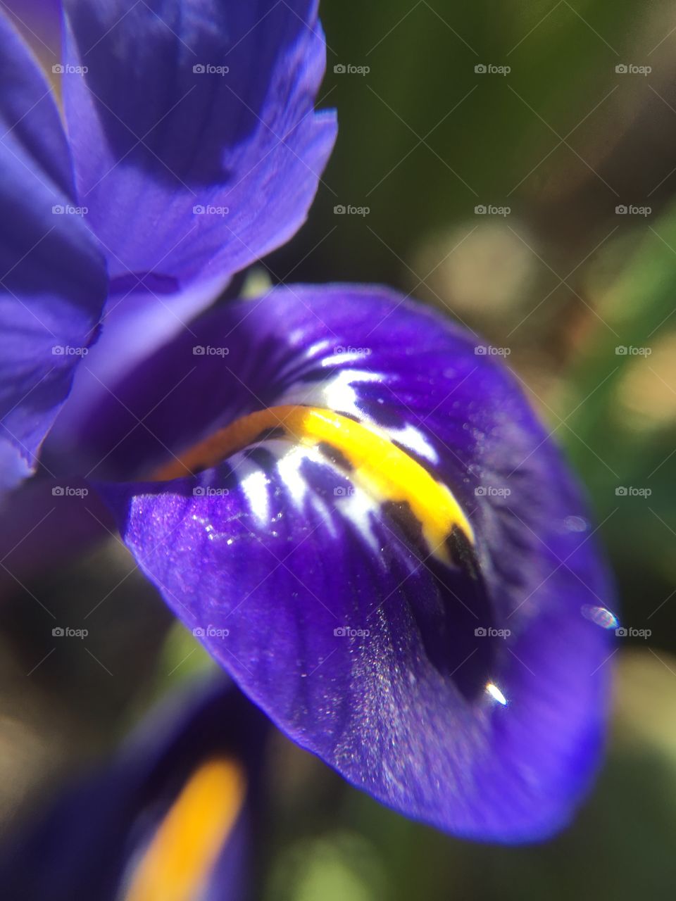 Dwarf Iris