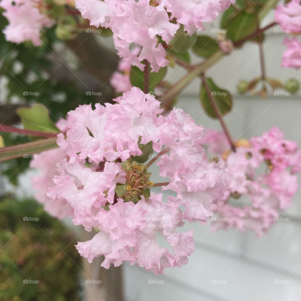 Ballerinas in a Circle. My light pink crape myrtle blossoms, dancing joyfully)))