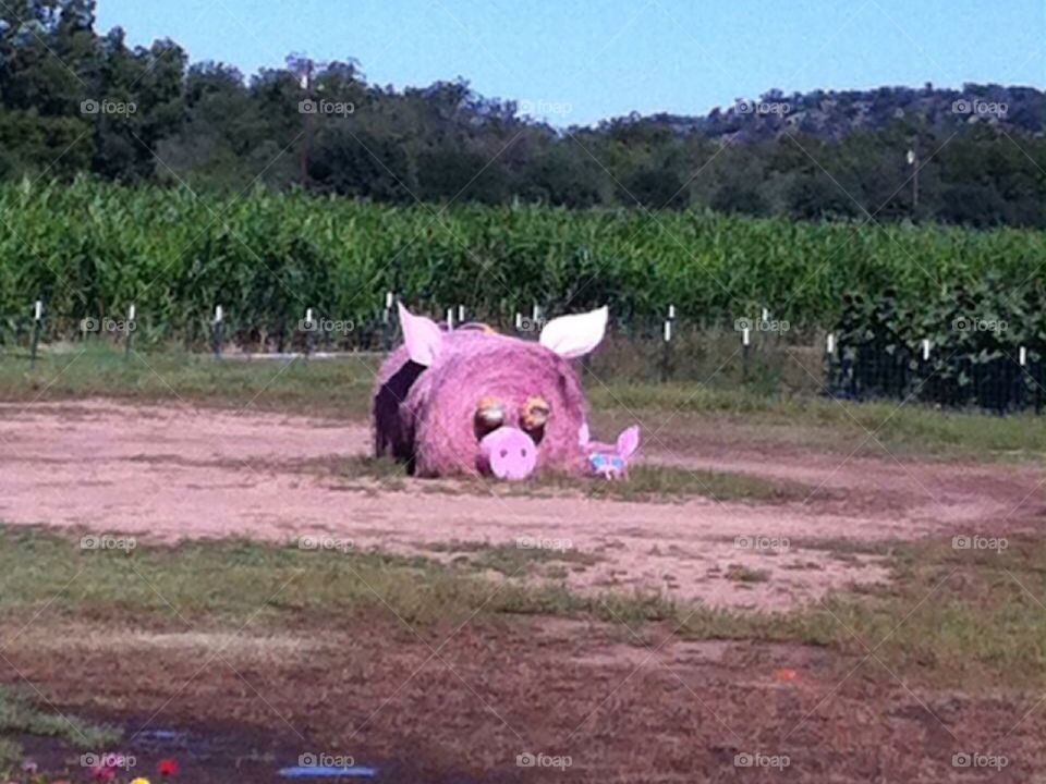 Pig 