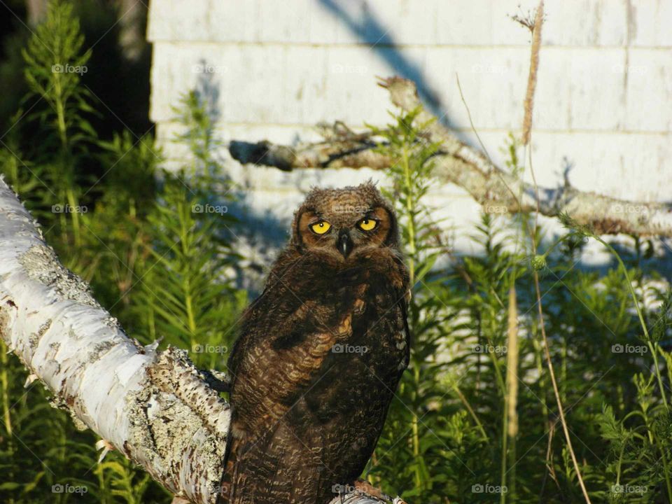 Baby owl