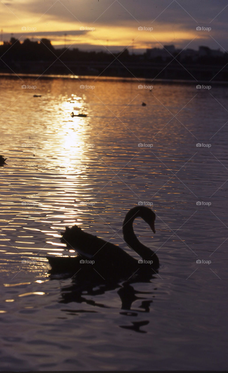 sunset water lake swan by splicanka
