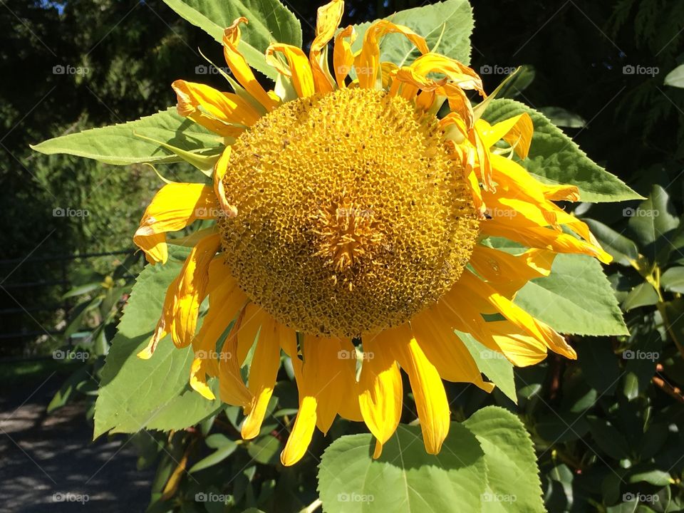 Sunny Sunflower