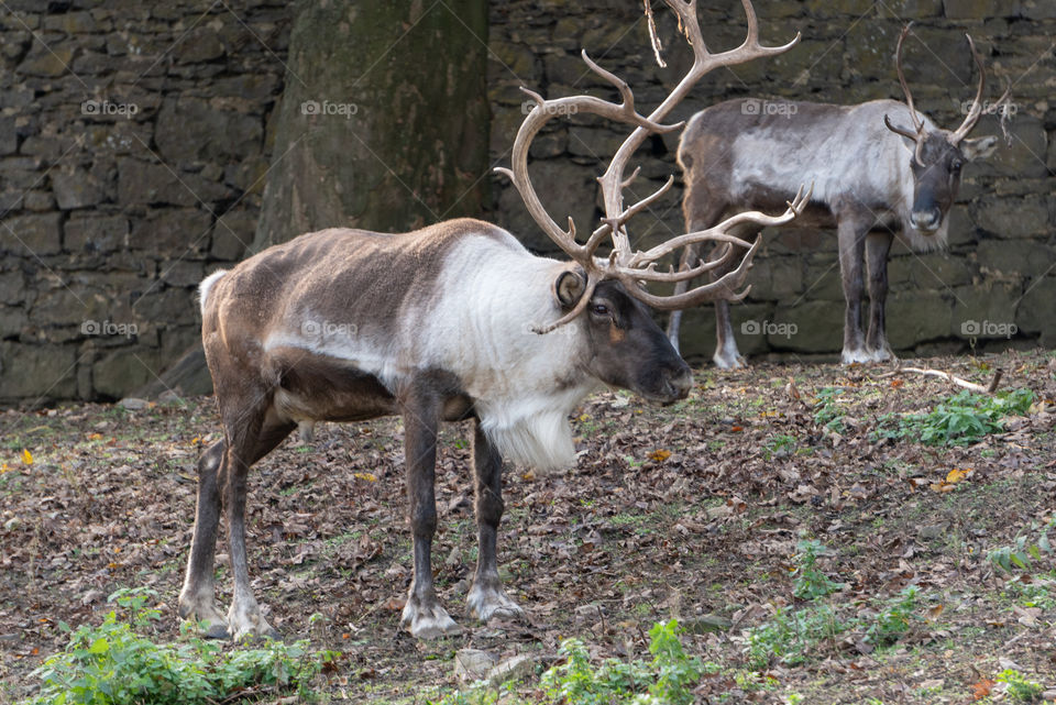 Two reindeer 5