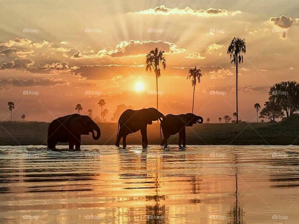 elephants at sunset having a drink