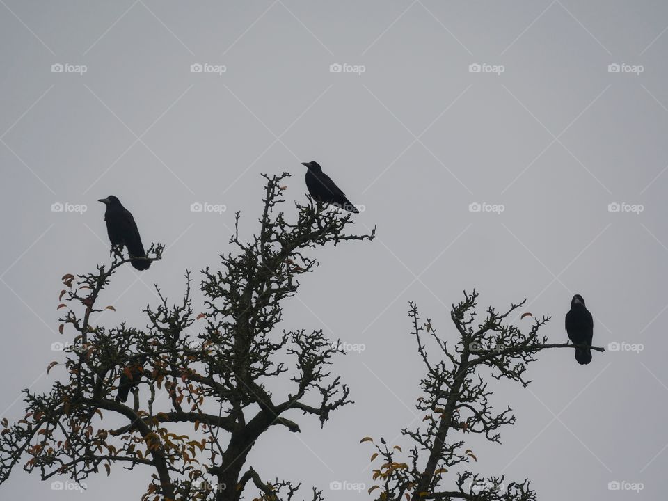 Birds perching on tree