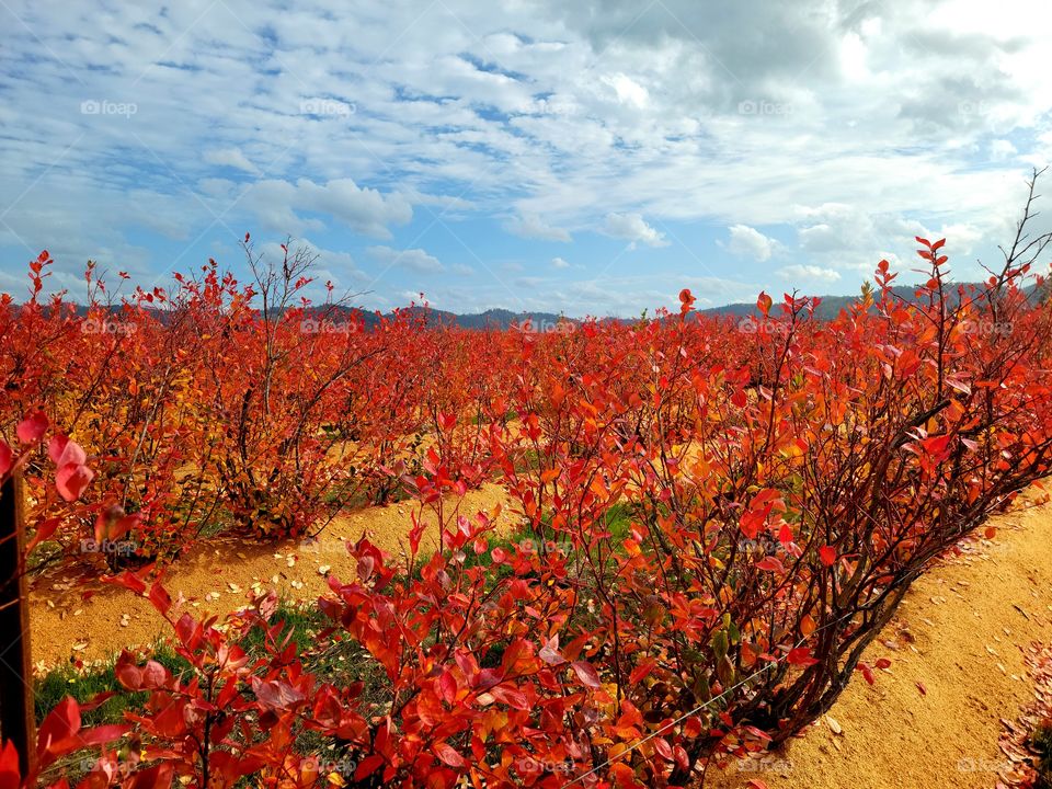 Blueberry fields