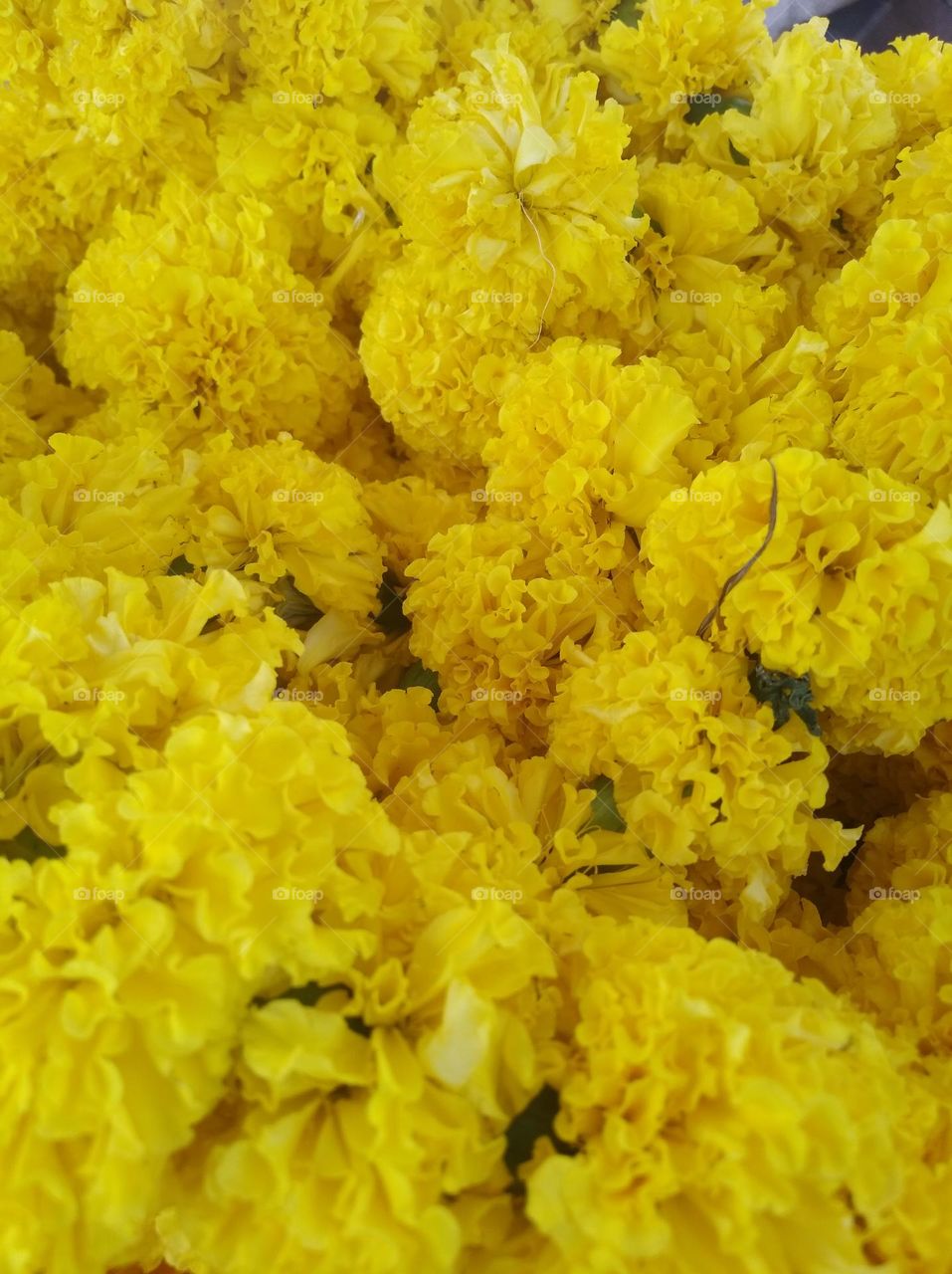 sunflower yellow seasonal fresh shurb small size looks very beautiful generally found everywhere