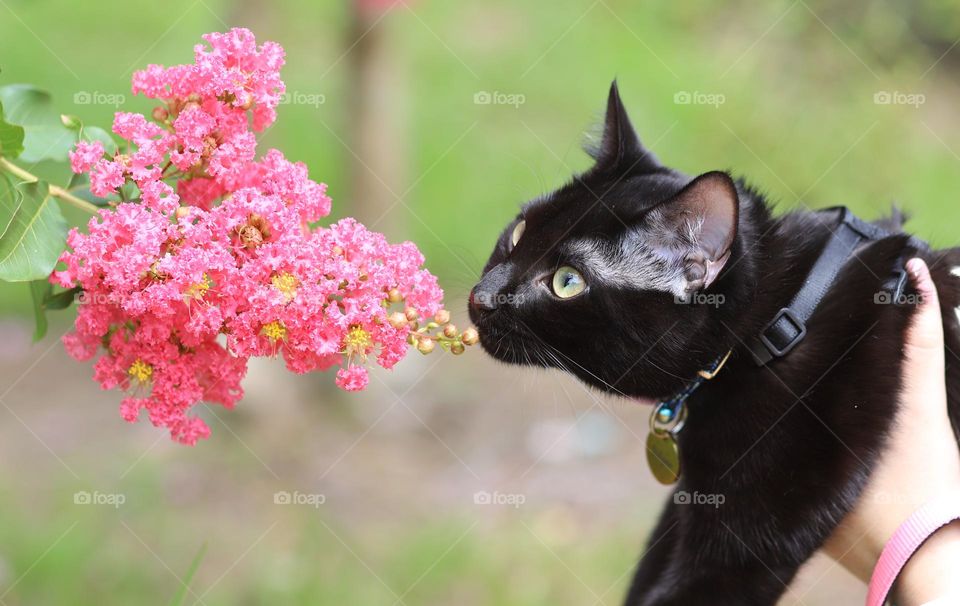Happiness is kitten enjoying new experiences outdoors seeing and smelling flower for the first time