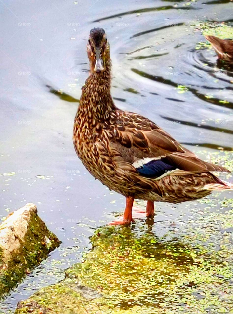 A duck stands on the bank of the river and looks indignantly in the eyes