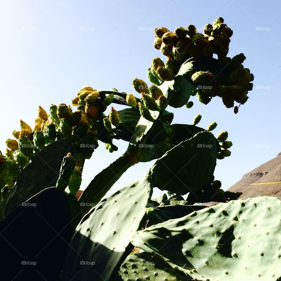 Cactus fruit (prickly pear)