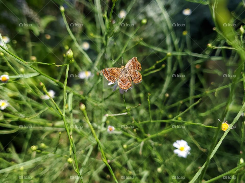 Fatal metalmark butterfly