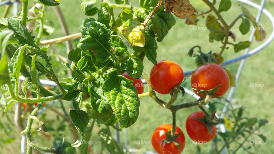 homegrown tomatoes. cherry tomatoes  I grew