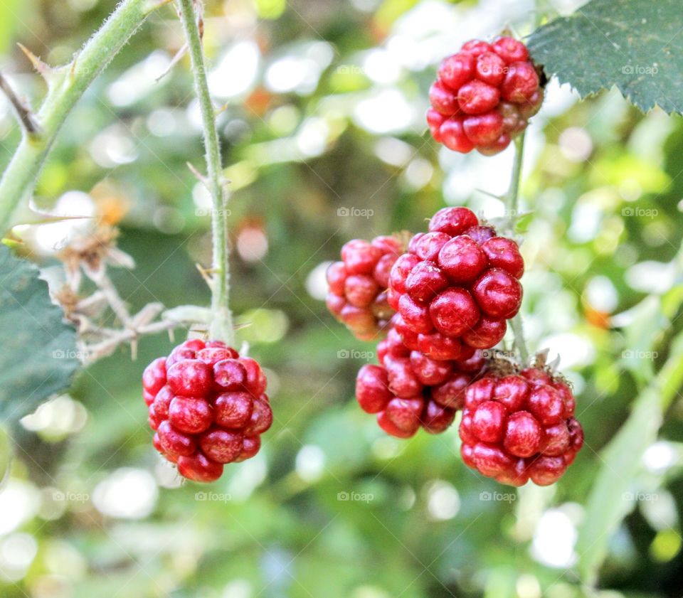 red blackberries