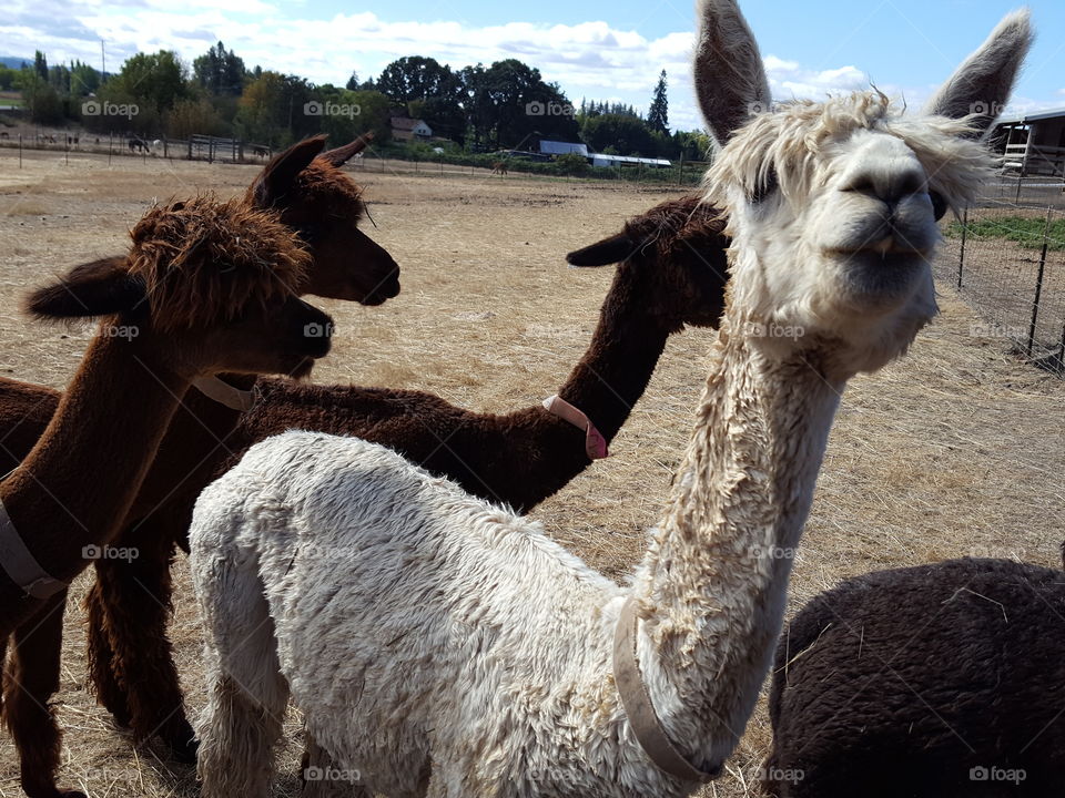 Group of alpacas standing on field