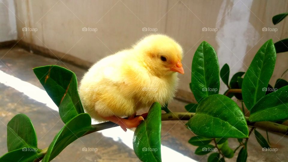 Close-up of baby chicken
